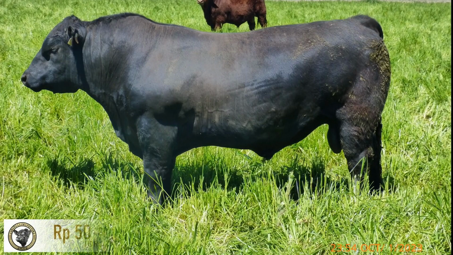 Lote Toros AA a remate en La Franqueira Angus, Florida