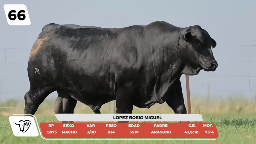 Lote LOTE 66 -DE CAMPO