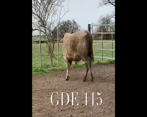 Lote 1 Toros en Punta Indio, Buenos Aires