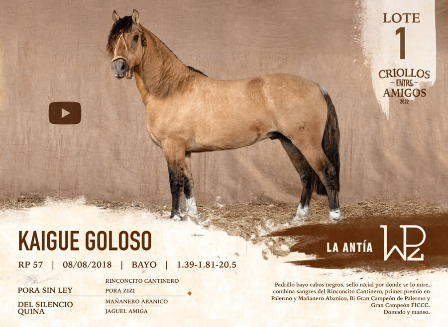 Lote KAIGUE GOLOSO RP 57