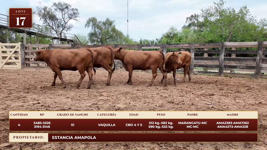 Lote LOTE 17