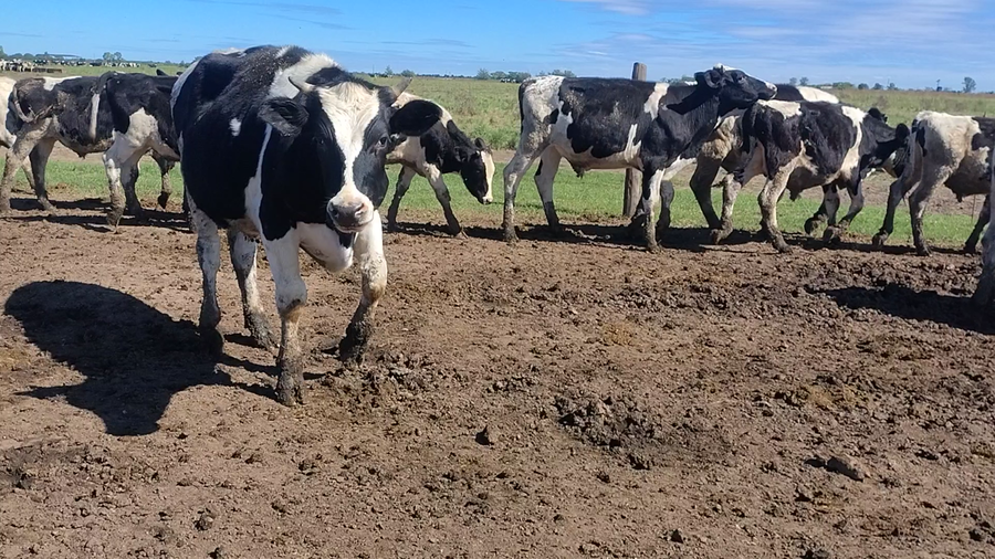 Lote 30 Novillitos Holando Argentino en Franck, Santa Fe