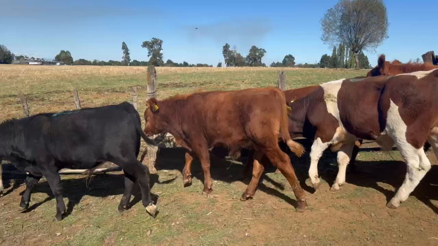 Lote 40 Ternero en La Unión, XIV Región Los Ríos