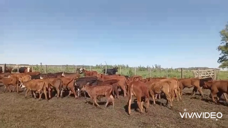 Lote 70 Terneros/as A TERMINO