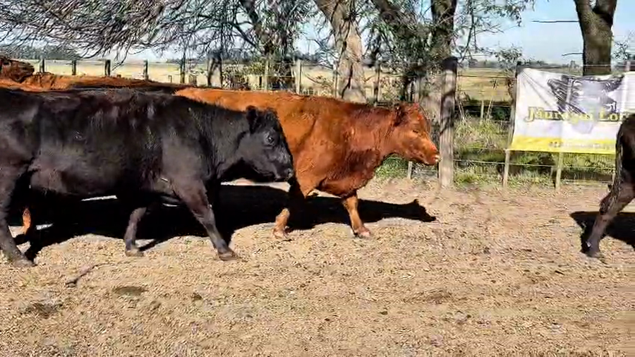 Lote 15 Vacas Vacías Nuevas