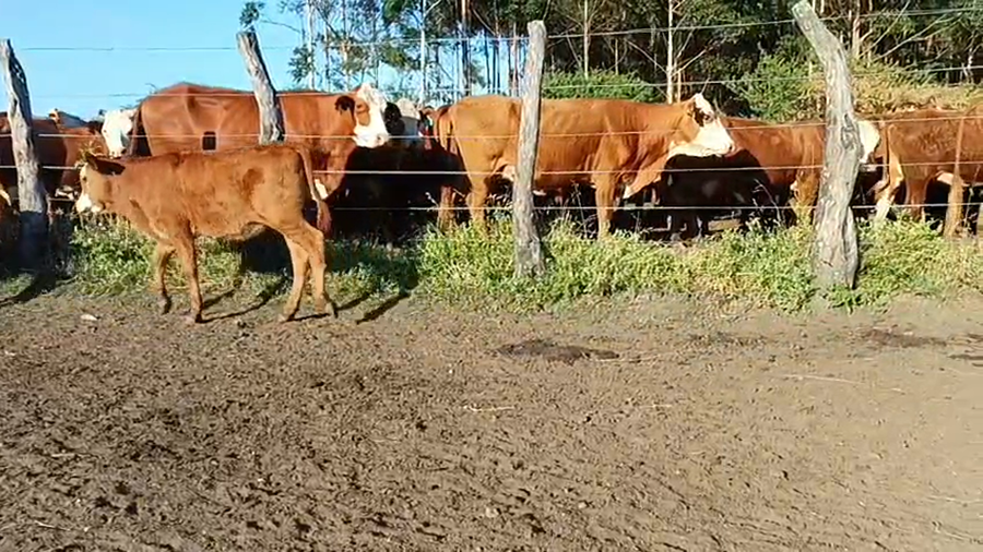 Lote 50 Terneros/as en Corrientes, Mocoretá