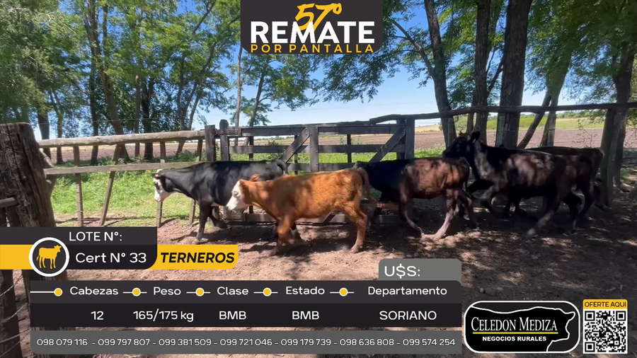 Lote 12 Terneros en Agraciada, Soriano