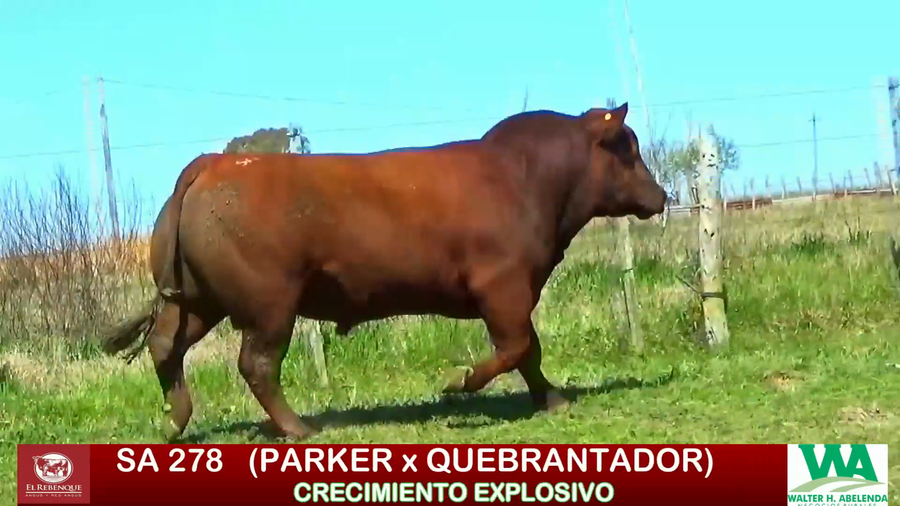 Lote Toros a remate en ANGUS EL REBENQUE, Florida