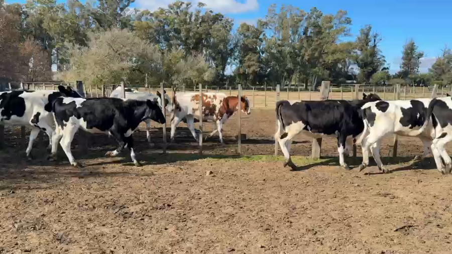 Lote VAQUILLONAS 1 a 2 AÑOS