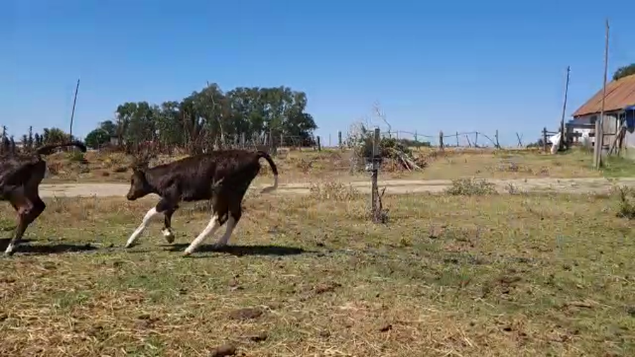 Lote 10 Terneros en San José