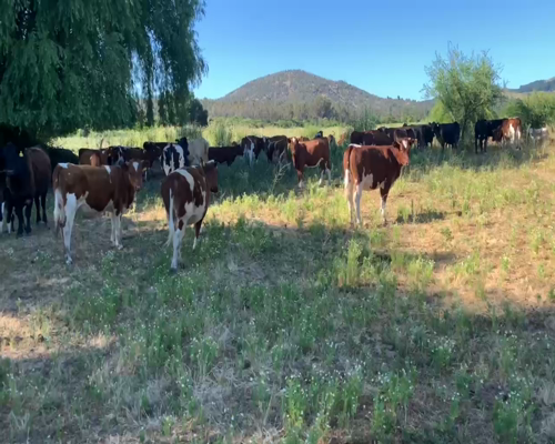 Lote 65 Vaquilla Engorda en San Clemente, VII  Región Maule