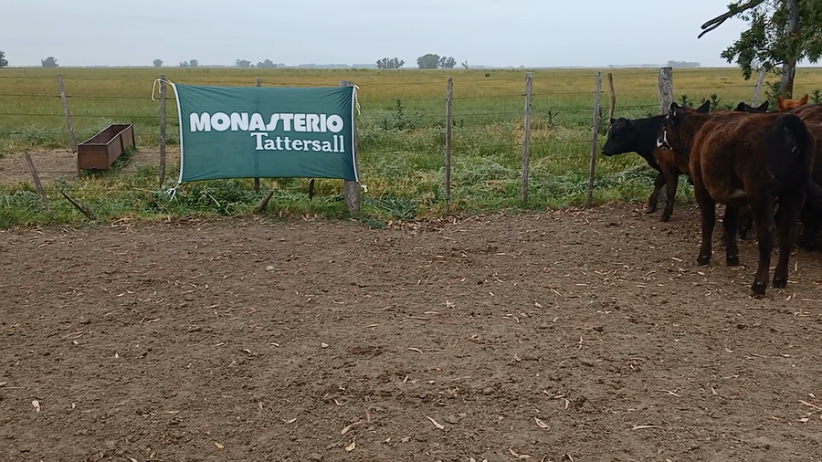 Lote 50 Terneros/as en Rauch