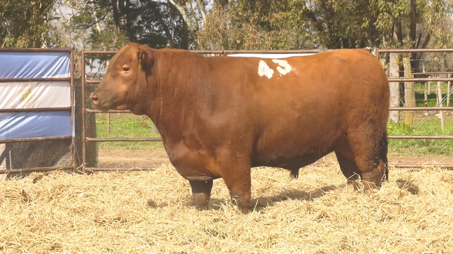 Lote TOROS ANGUS COLORADOS PC
