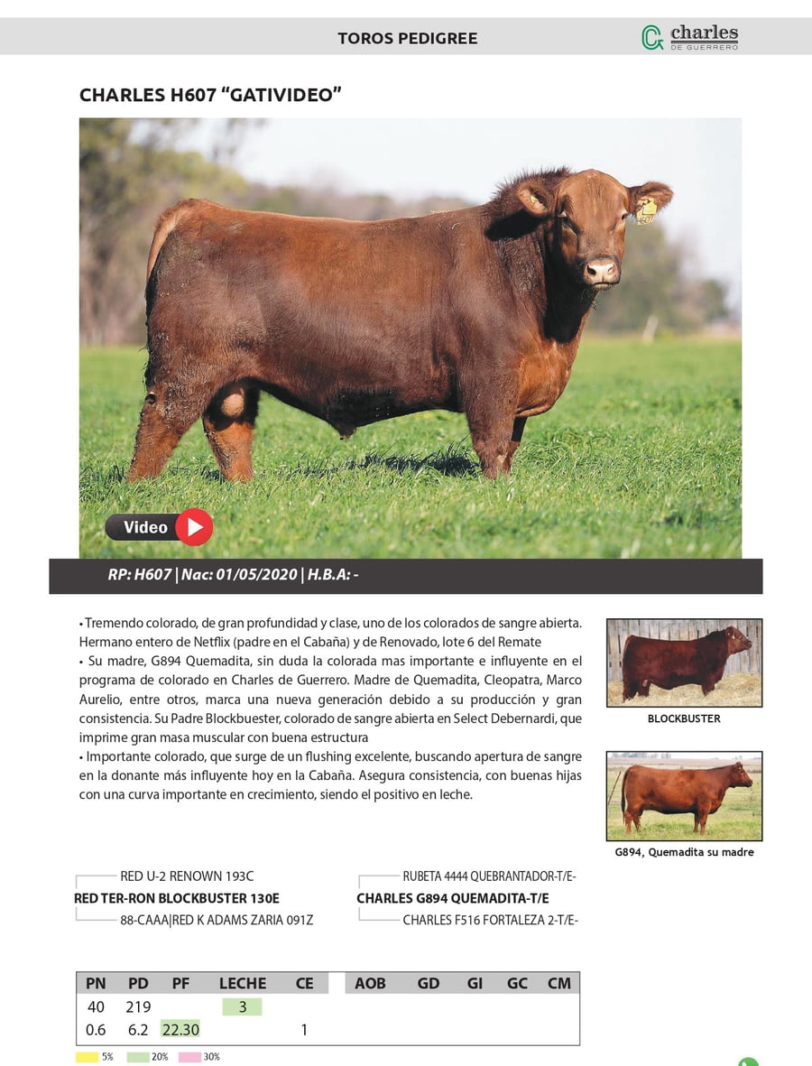 Lote TOROS PEDIGREE