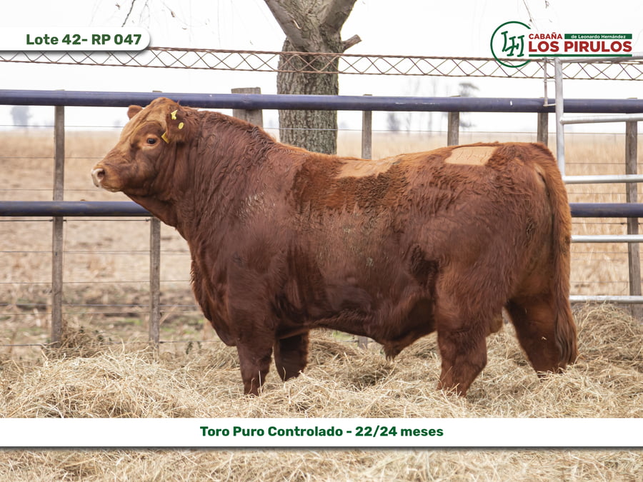 Lote TOROS PUROS CONTROLADOS - 22/24 meses
