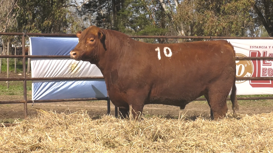Lote TOROS ANGUS COLORADOS PC