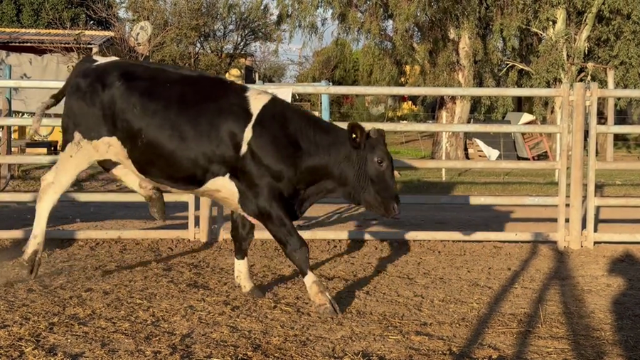 Lote 41 Novillitos