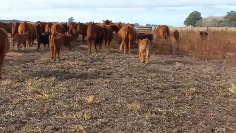 Lote 25 Vaquillonas C/ cria en Daireaux