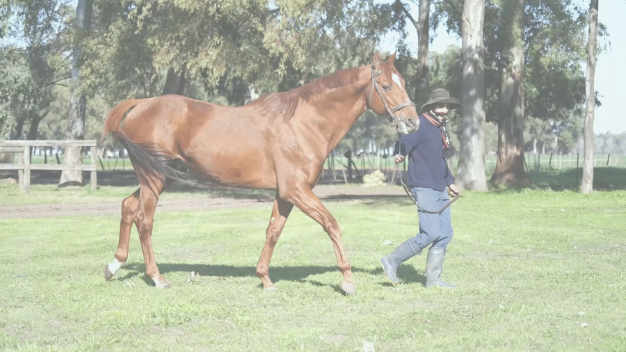 Lote SOUTHERN CAT (SCAT DADDY -  SATURNAL)