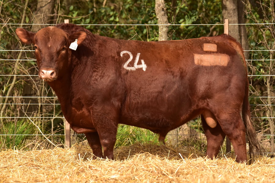 Lote TOROS ANGUS PC