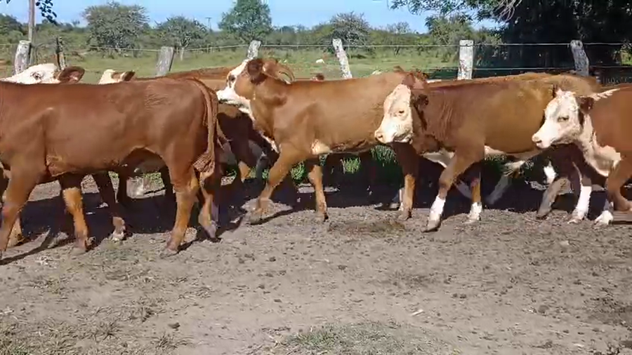 Lote 28 Terneros/as en Corrientes, Curuzú-Cuatiá