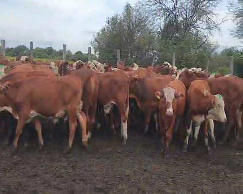 Lote 100 Novillitos en Quimilí, Santiago del Estero