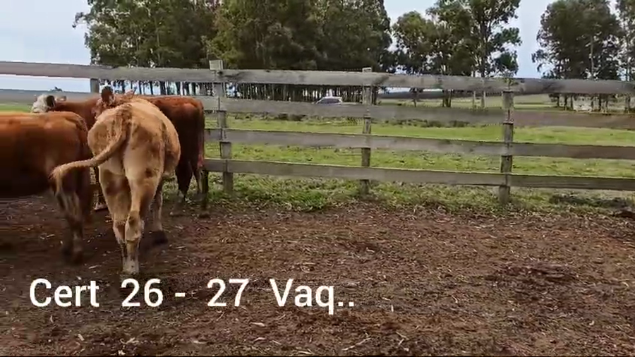 Lote 27 VAQUILLONAS DE 1 A 2