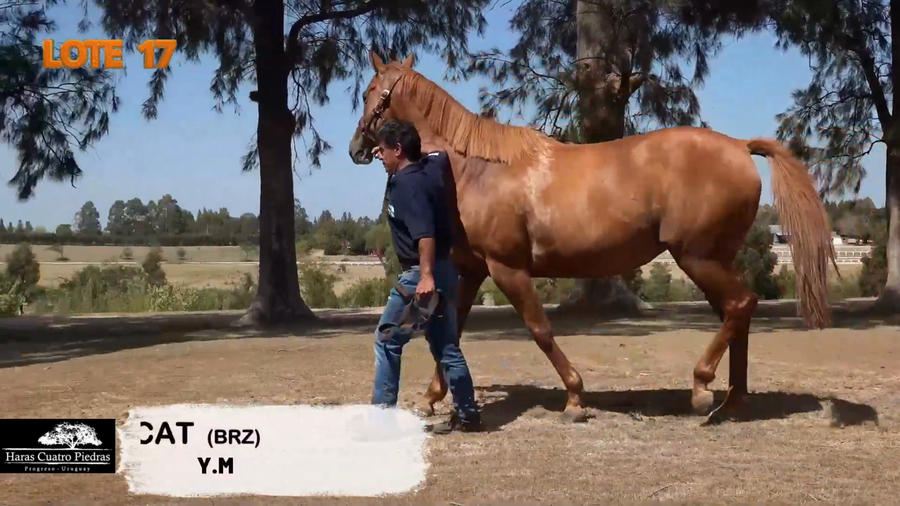 Lote DANCING CAT (BRZ)