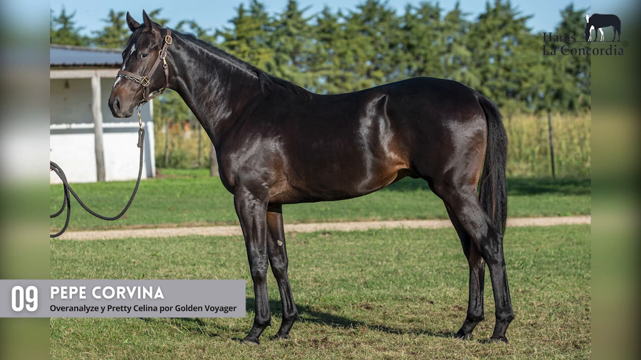Lote PEPE CORVINA