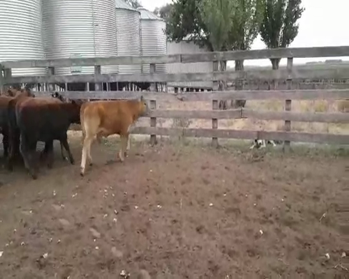 Lote 50 Terneros/as en Daireaux, Buenos Aires