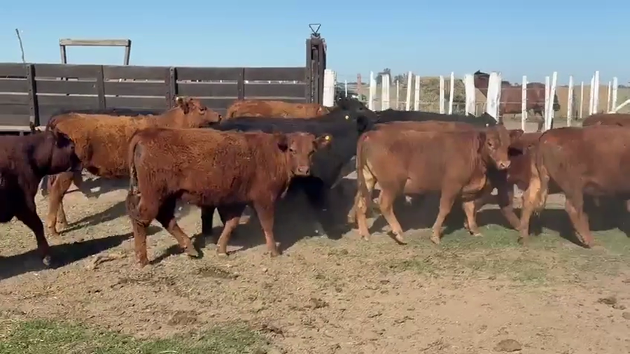 Lote 39 Terneros