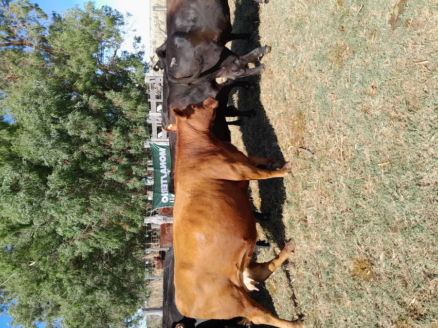 Lote 12 Vacas nuevas Preñadas