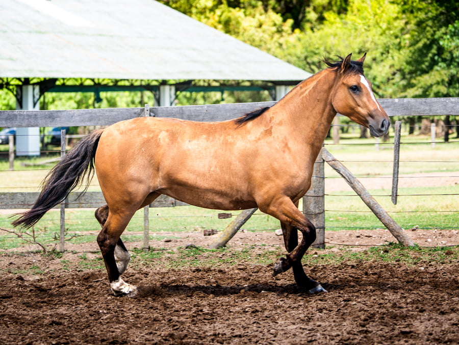 Lote DEL SIETE SUCARITA