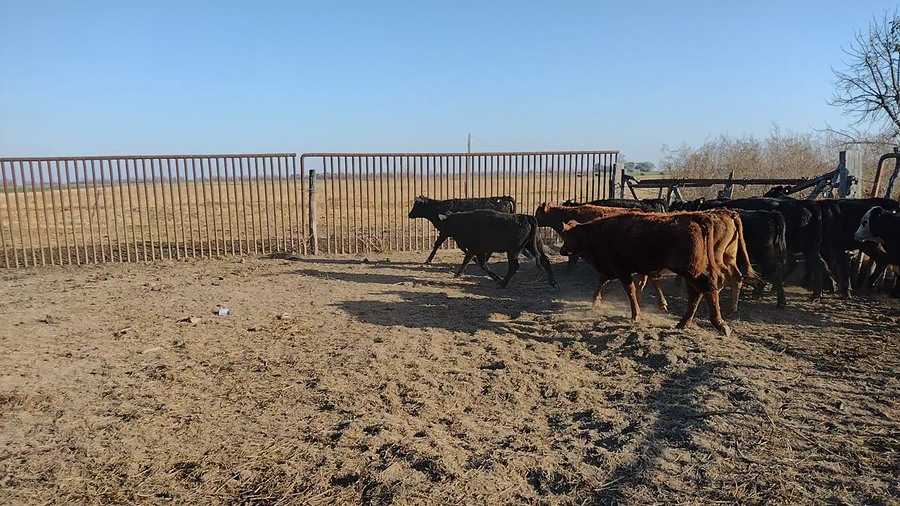 Lote 12 Terneras en Galisteo, Santa Fe