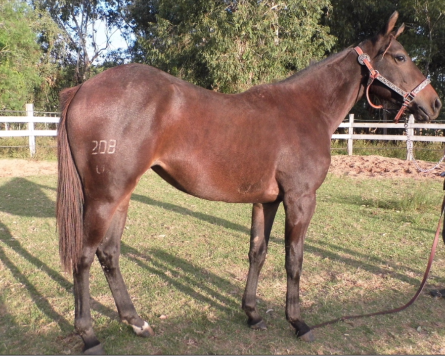 Lote OLIVIA CARVER MR