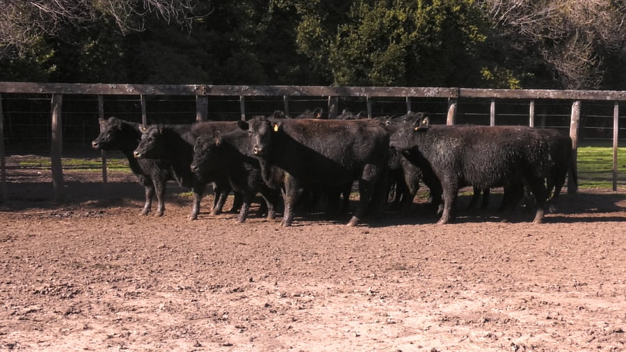 Lote VAQUILLONAS PURAS POR CRUZAS ( C/ garantía de preñez y con servicio)