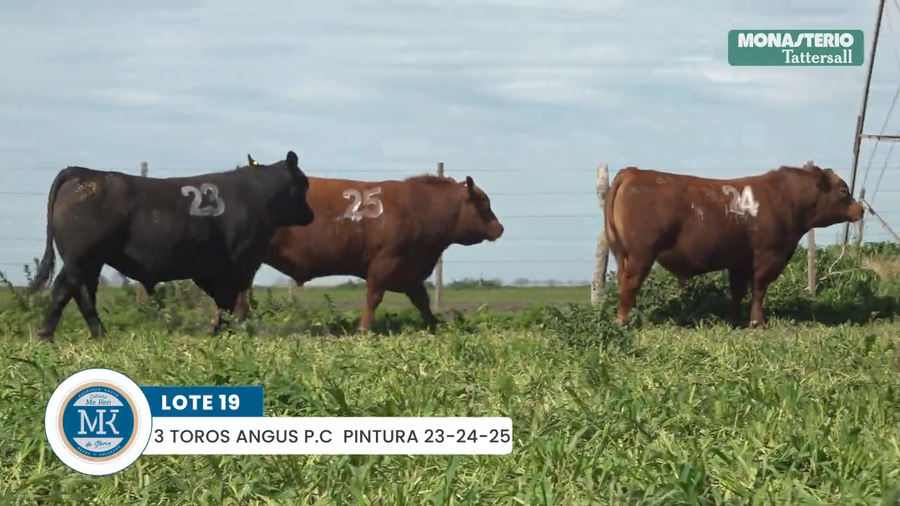 Lote "ME KEN" TOROS P.C