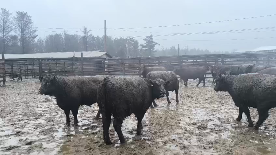 Lote 20 Vaquilla Gorda en Los Ángeles, VIII Región Biobío