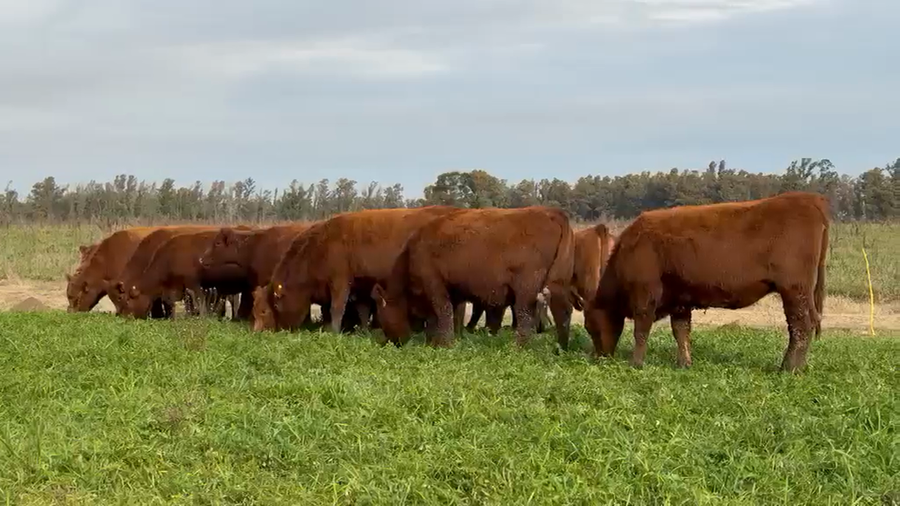Lote 39 Vaquillonas C/ gtia de preñez