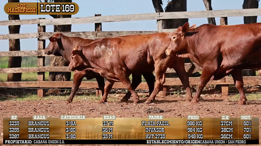 Lote LOTE 169 - PANTALLA