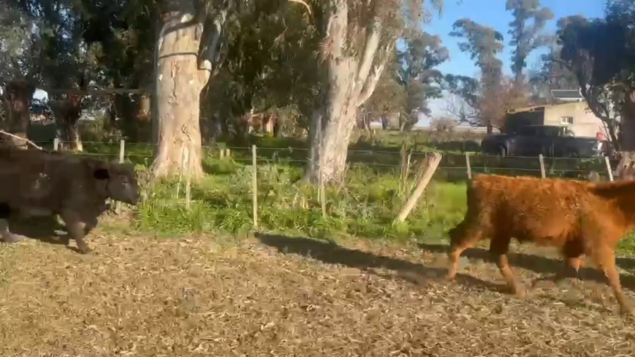 Lote 59 Terneros