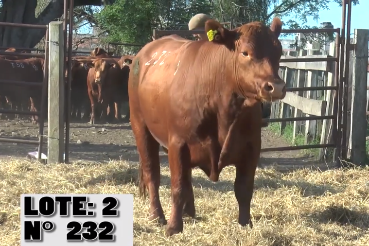 Lote 3 Toros PI / PO / PC a remate en La Empastada, Salto