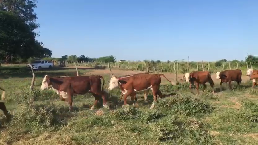 Lote 110 Terneras en Corrientes, San Roque