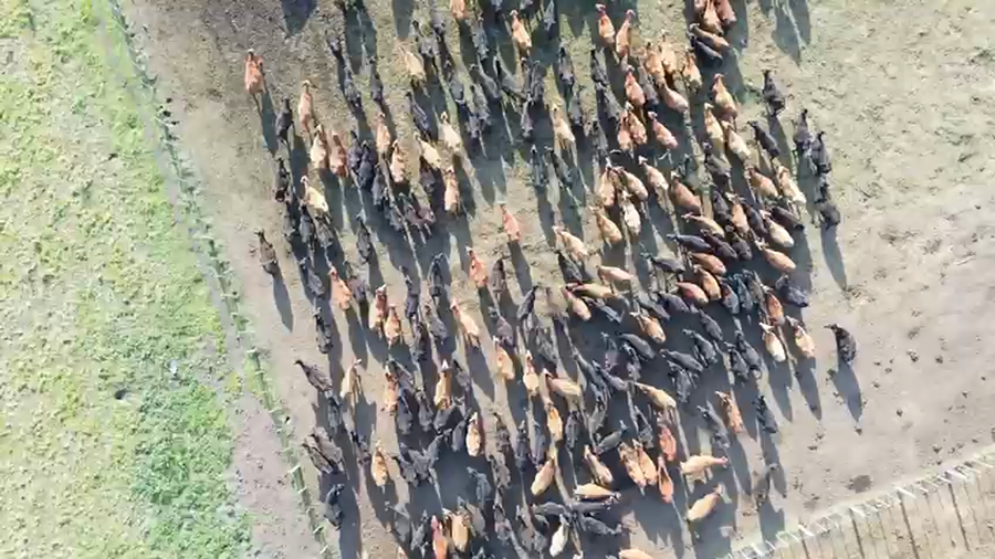 Lote 80 Vacas usadas preñadas