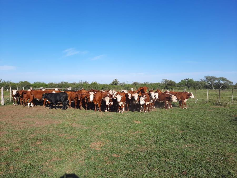 Lote SAENZ VALIENTE, BULLRICH Y Cia. S.A.