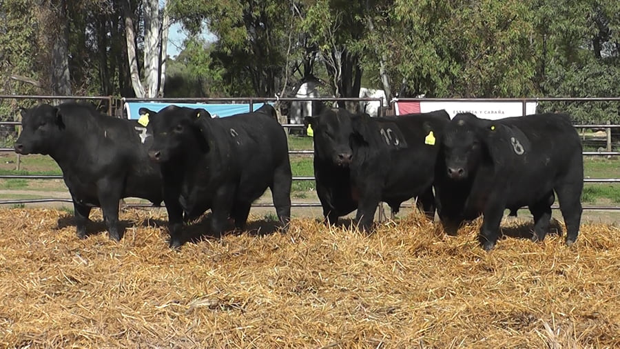 Lote TOROS ANGUS NEGROS PC