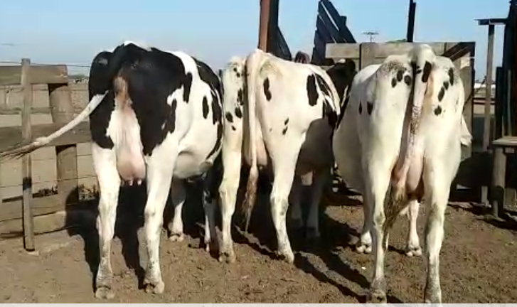 Lote 3 Vaquillonas en Pilar, Santa Fe