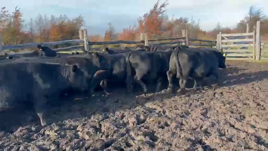 Lote 53 Novillo Engorda en Coyhaique, XI Región Aysén