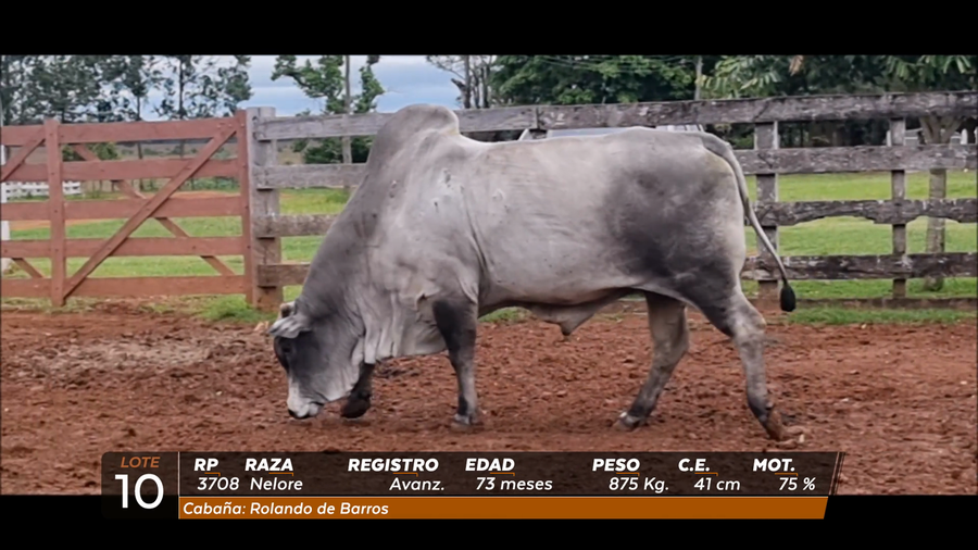Lote Toro