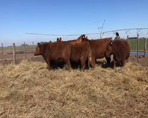 Lote 11 Vaquillonas PC preñadas en Coronel Suarez, Buenos Aires